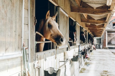 Equestrian Realtors Orangeville