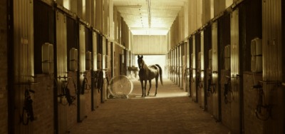 Equestrian Realtors Caledon