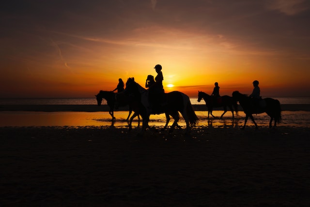 Equestrian Realtors Dundalk