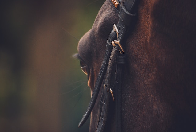 Equestrian Realtors Alliston