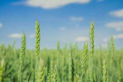 Find Rural Realtors Alliston