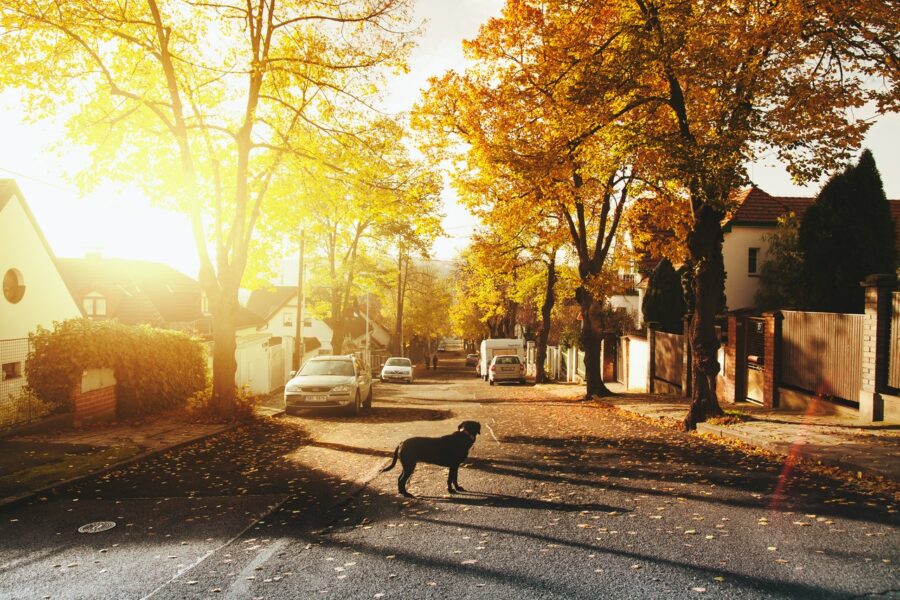 How to Choose a Community for Your Family in Alliston